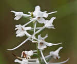 Snowy orchid